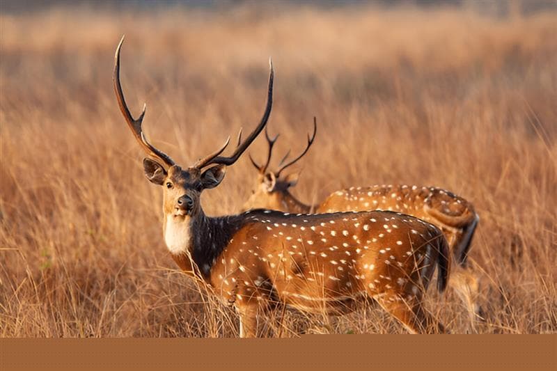 Kanha